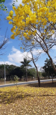 Asa Norte, Brasília (DF) – Socorro Laurentino
